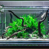 Java Fern growing mounted on rock in a planted aquarium with dark background
