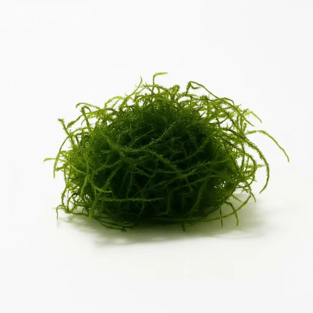 Java Moss Vesicularia Dubyana rounded moss ball on white background, live aquarium plant
