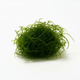 Java Moss Vesicularia Dubyana rounded moss ball on white background, live aquarium plant