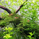 Java Moss attached to a driftwood branch growing in a natural planted aquarium setting