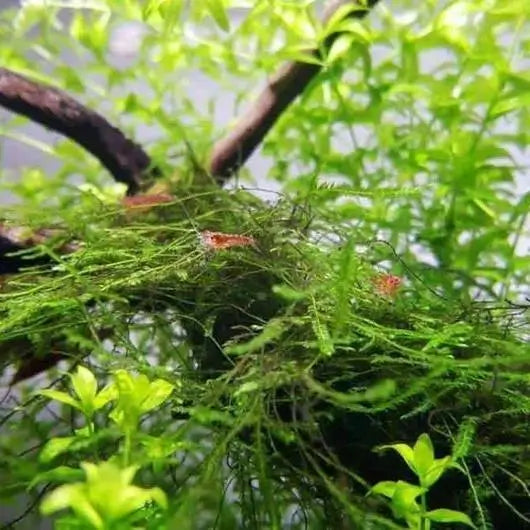 Aquatic plants with a branch in a natural setting