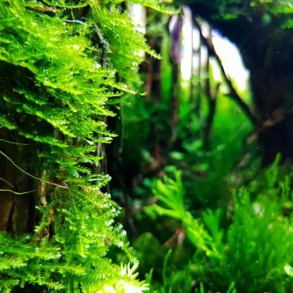 Close-up of Java Moss dense green fronds with blurred aquarium background