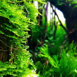 Close-up of Java Moss dense green fronds with blurred aquarium background