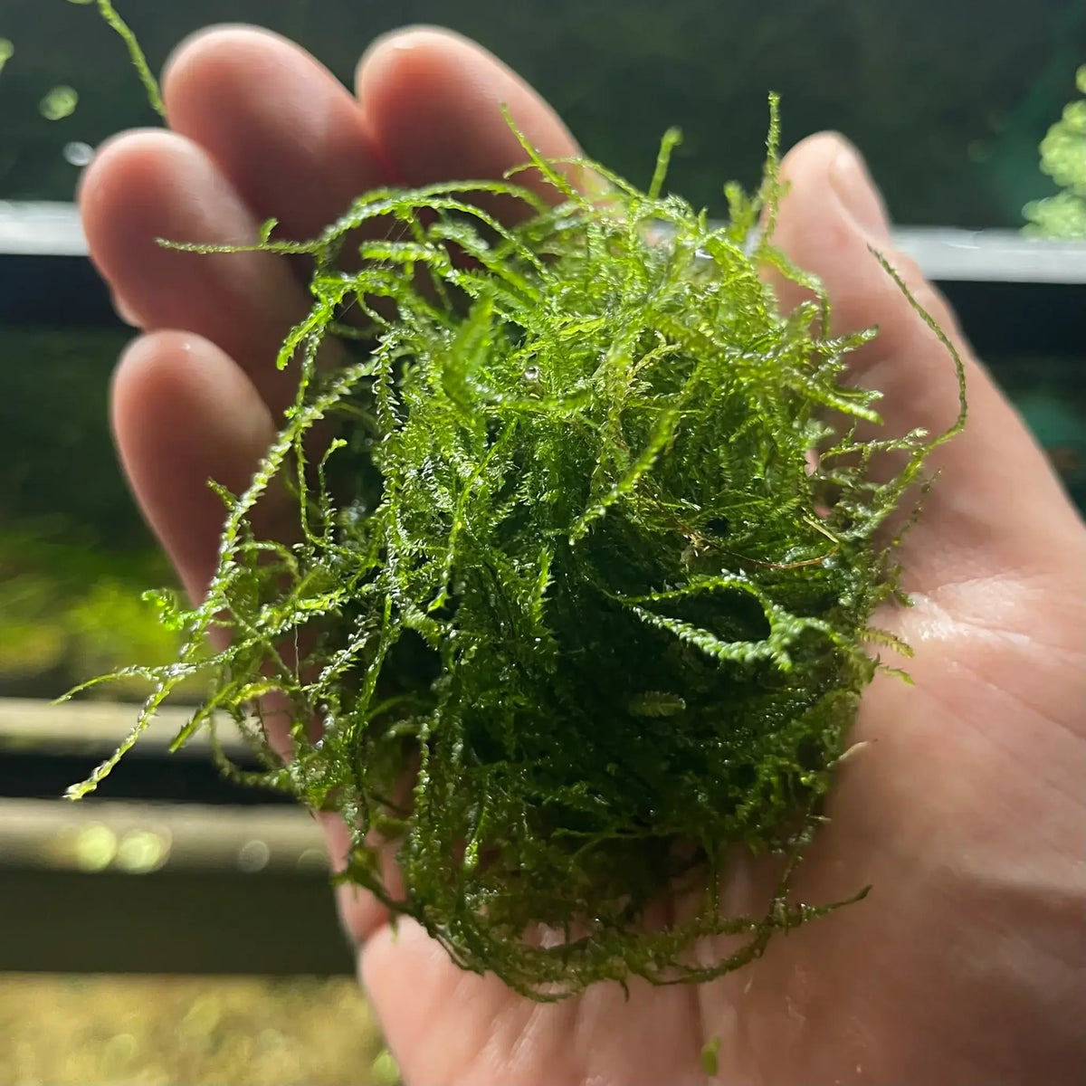 Hand holding a clump of Java Moss with blurred natural planted aquarium background