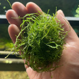 Hand holding a clump of Java Moss with blurred natural planted aquarium background