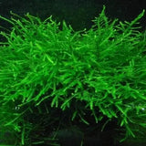 Close-up of Java Moss fine branching leaves against dark aquarium background