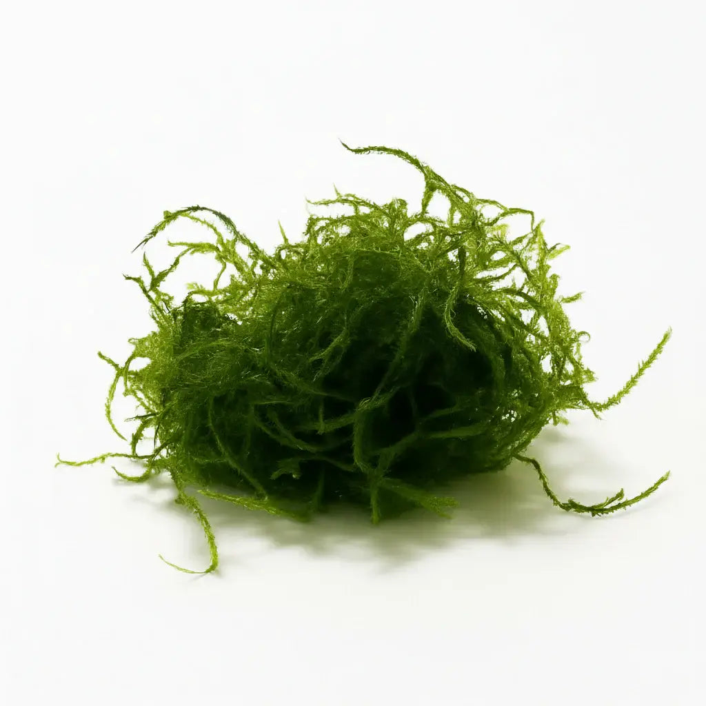 Green Java Moss ball formation on white background, easy low-light aquarium plant