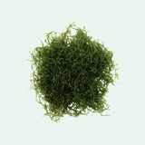 Clump of Java Moss Vesicularia Dubyana on white background showing dense moss texture