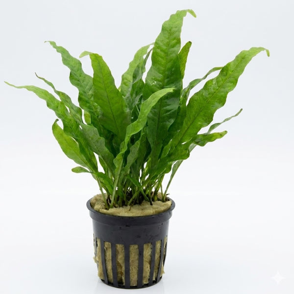 Java Fern [Microsorum Pteropus]