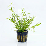 Juncus Repens lesser creeping rush bundle with grass-like blades on white background