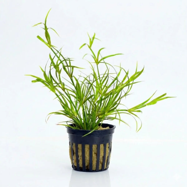 Juncus Repens lesser creeping rush bundle with grass-like blades on white background