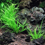Close-up of Juncus Repens narrow blade-like leaves showing rush plant texture