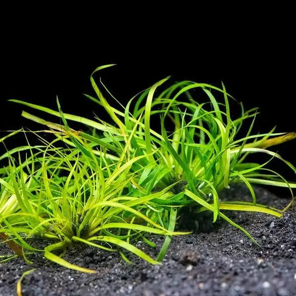 Juncus Repens midground aquarium plant growing in a freshwater planted tank