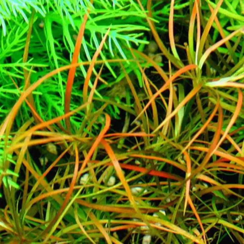 Juncus Repens root system and stem base shown on white background before planting