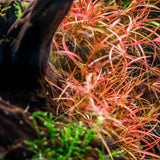 Juncus Repens rush-like plant showing full mature leaf height in aquascape
