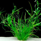 Juncus Repens creeping rush plant with fine grass-like foliage in planted aquarium