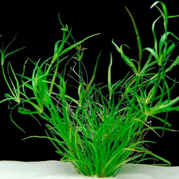 Juncus Repens creeping rush plant with fine grass-like foliage in planted aquarium