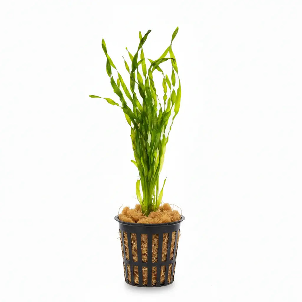 Jungle Val Vallisneria Americana bundle of long ribbon-like green leaves on white background