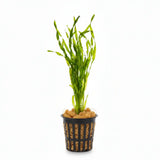 Jungle Val Vallisneria Americana bundle of long ribbon-like green leaves on white background