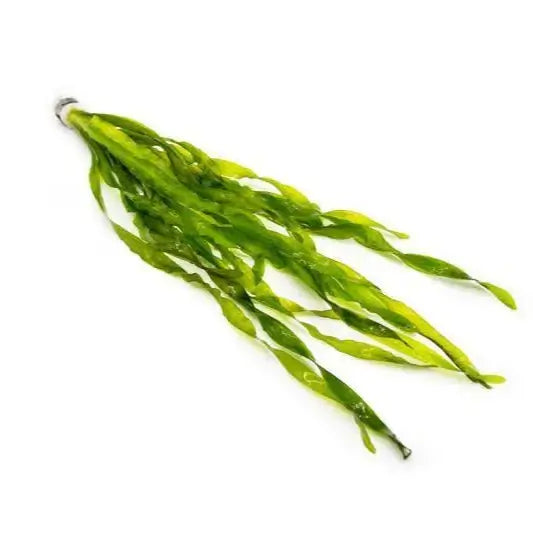 Close-up of Jungle Val leaf texture showing long strap-shaped blade structure