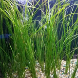 Jungle Val Vallisneria tall background aquarium plant growing in freshwater planted tank