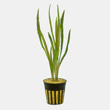 Jungle Val root system and base shown on white background before planting
