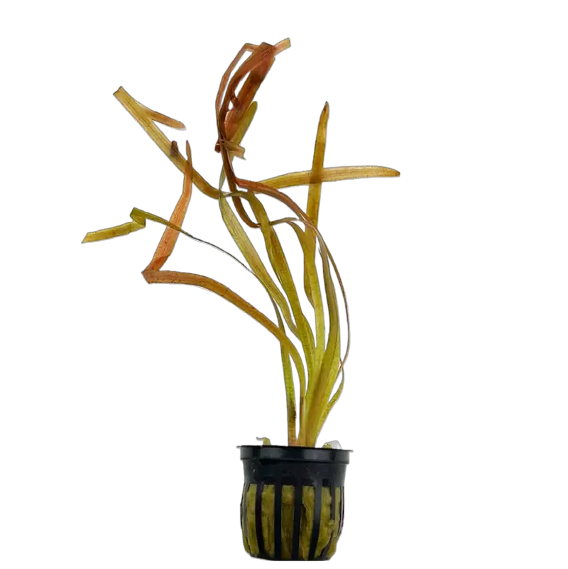 Jungle Val Vallisneria Americana easy beginner grass plant showing full leaf length