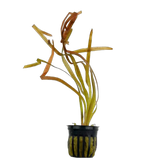 Jungle Val Vallisneria Americana easy beginner grass plant showing full leaf length