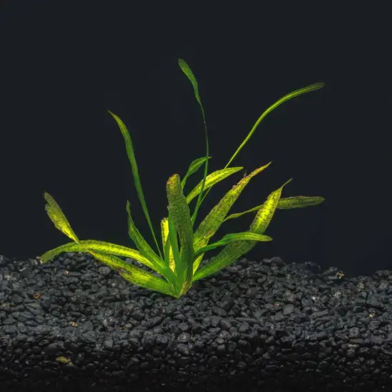 Jungle Val background plant growing tall in a freshwater aquascape with substrate