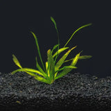 Jungle Val background plant growing tall in a freshwater aquascape with substrate