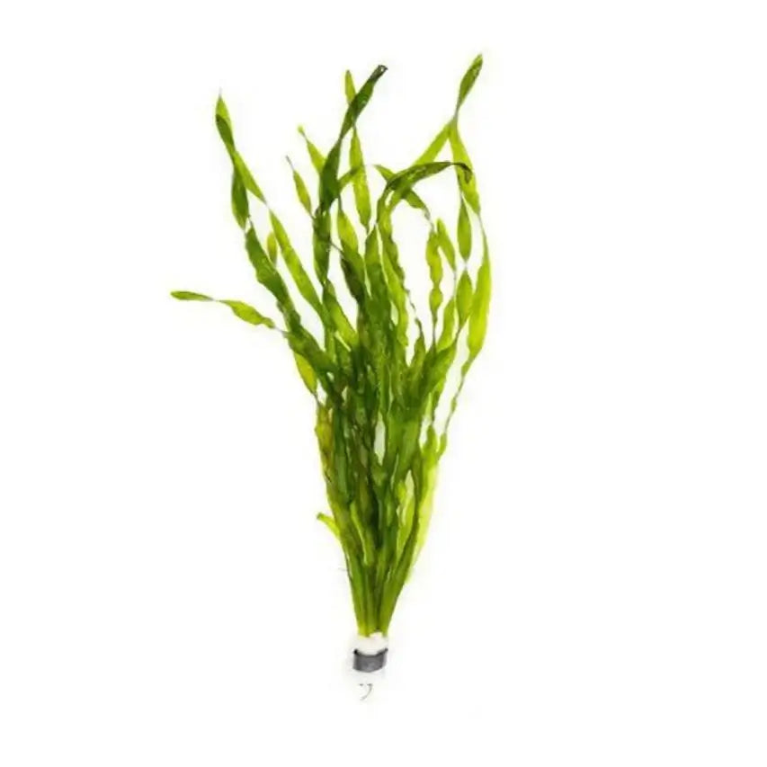 Jungle Val Vallisneria bushy cluster showing dense background planting coverage