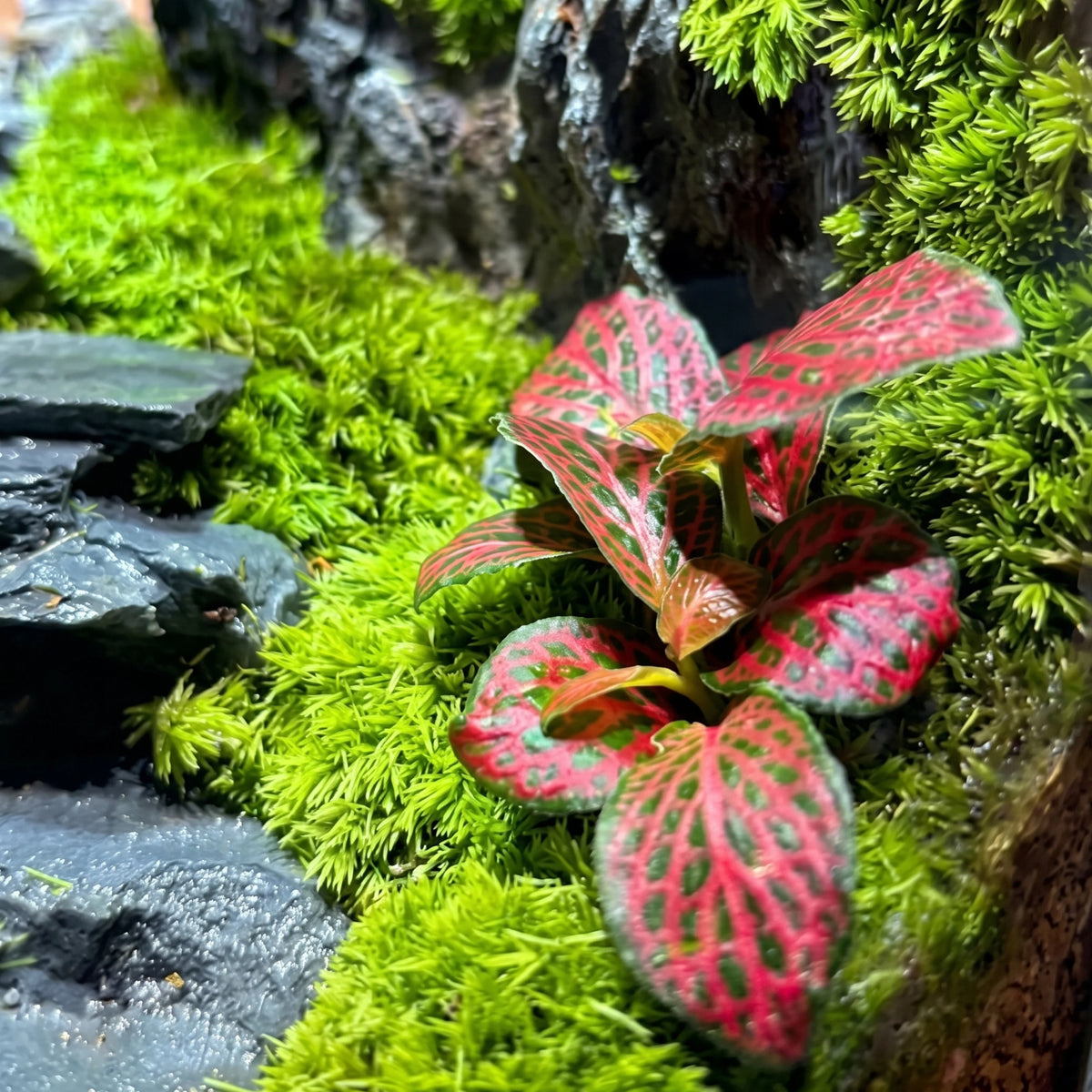 Kyoto Zen Moss Micro-Landscape [Including Internal Plants + Decoration]