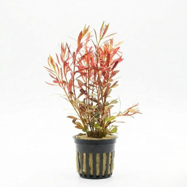Ludwigia Arcuata Needle Leaf Bundle fine red-green stems on white background