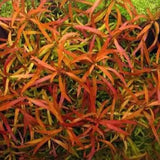 Close-up of Ludwigia Arcuata needle-thin leaves showing fine leaf structure