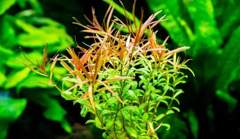 Ludwigia Arcuata midground stem plant growing in a freshwater planted aquarium