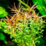 Ludwigia Arcuata midground stem plant growing in a freshwater planted aquarium