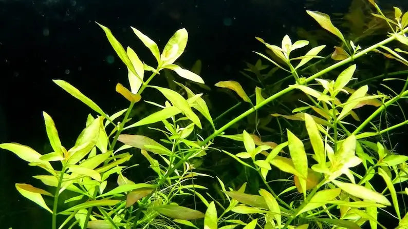 Ludwigia Arcuata Needle Leaf root and stem base on white background