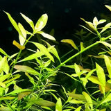 Ludwigia Arcuata Needle Leaf root and stem base on white background