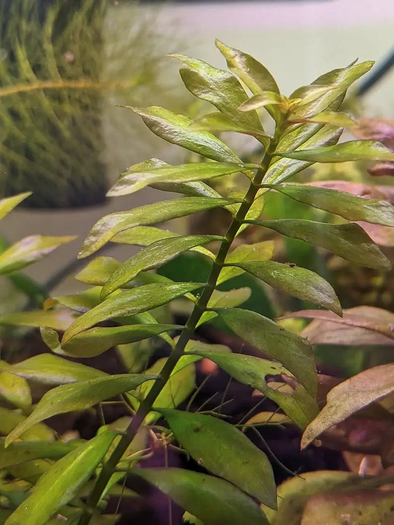 Ludwigia Arcuata bushy stem cluster showing red-tinted needle leaves in aquascape