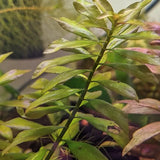 Ludwigia Arcuata bushy stem cluster showing red-tinted needle leaves in aquascape