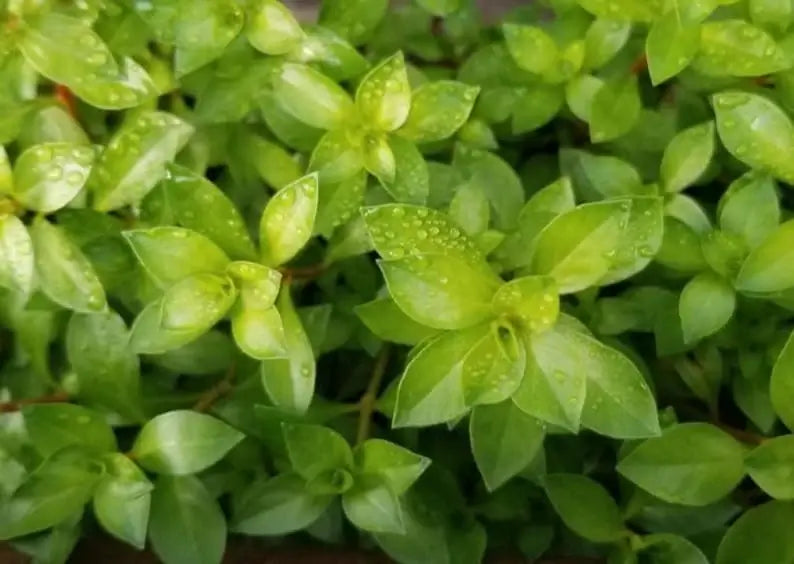 Ludwigia Arcuata bundle showing fine needle-leaf texture for aquascaping