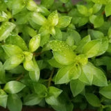 Ludwigia Arcuata bundle showing fine needle-leaf texture for aquascaping