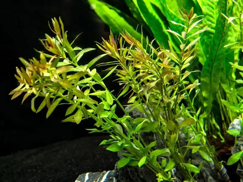Ludwigia Arcuata Needle Leaf stem plant mature growth in planted freshwater tank