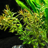 Ludwigia Arcuata Needle Leaf stem plant mature growth in planted freshwater tank