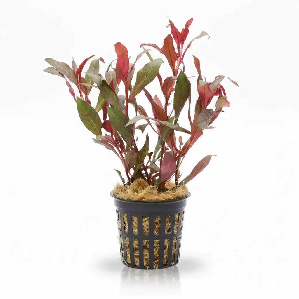 Ludwigia Peruensis red-green stem plant bundle on white background