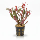 Ludwigia Peruensis red-green stem plant bundle on white background
