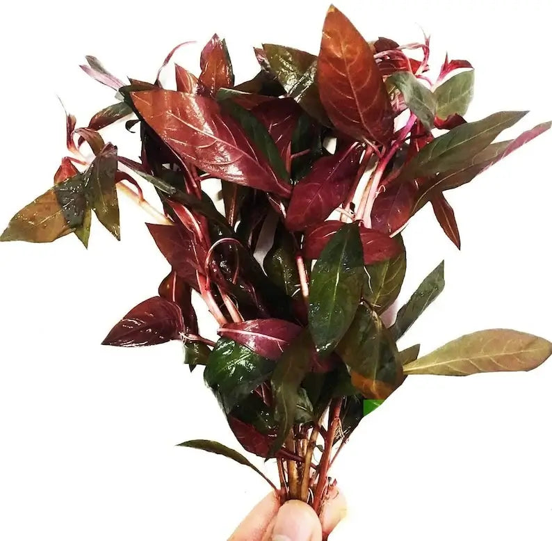 Close-up of Ludwigia Peruensis oval leaves showing red and green color variation