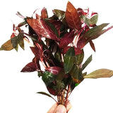 Close-up of Ludwigia Peruensis oval leaves showing red and green color variation
