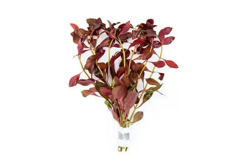 Ludwigia Peruensis background stem plant growing in a freshwater planted aquarium