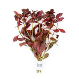 Ludwigia Peruensis background stem plant growing in a freshwater planted aquarium